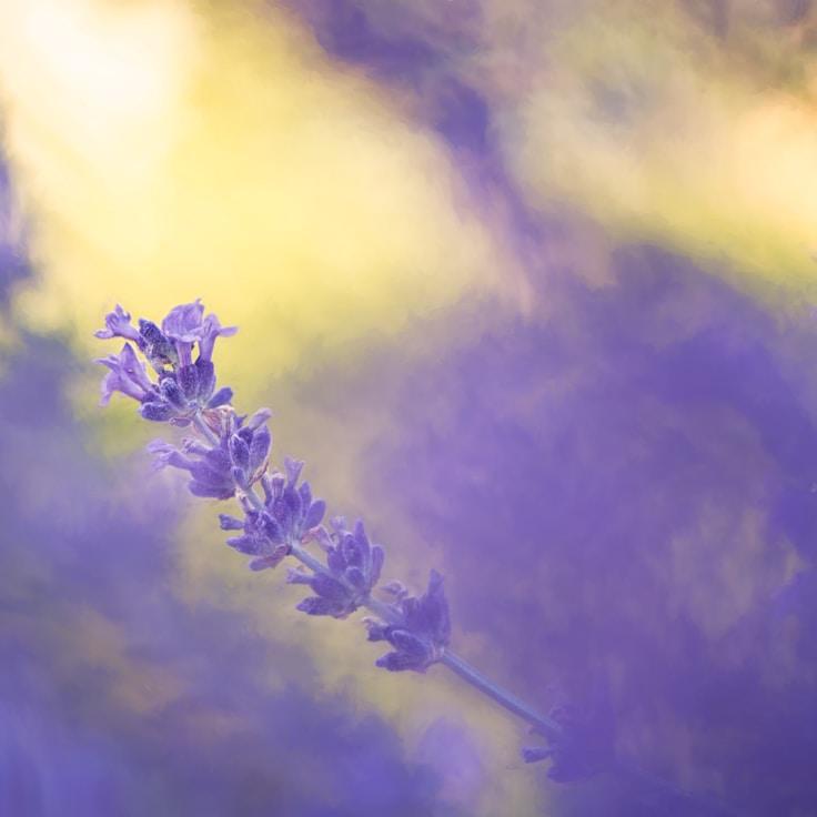 Alpine wilderness landscape